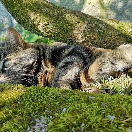 With 1 Bedroom Daire