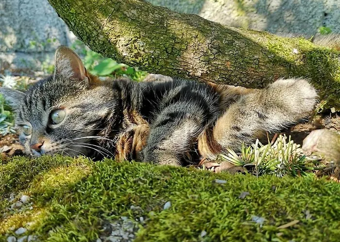 With 1 Bedroom Daire